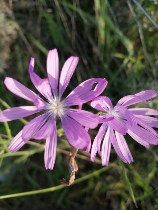 Truffiere De La Garrigue, Cubjac, Dordogne