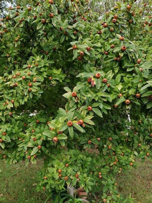 Truffiere De La Garrigue, Cubjac, Dordogne