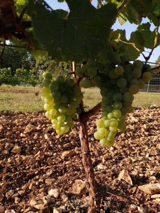 Truffiere De La Garrigue, Cubjac, Dordogne *