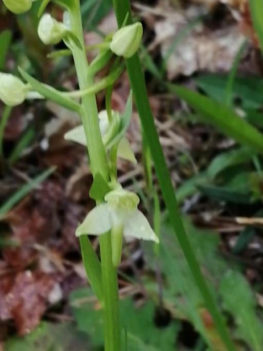 Truffiere De La Garrigue, Cubjac, Dordogne