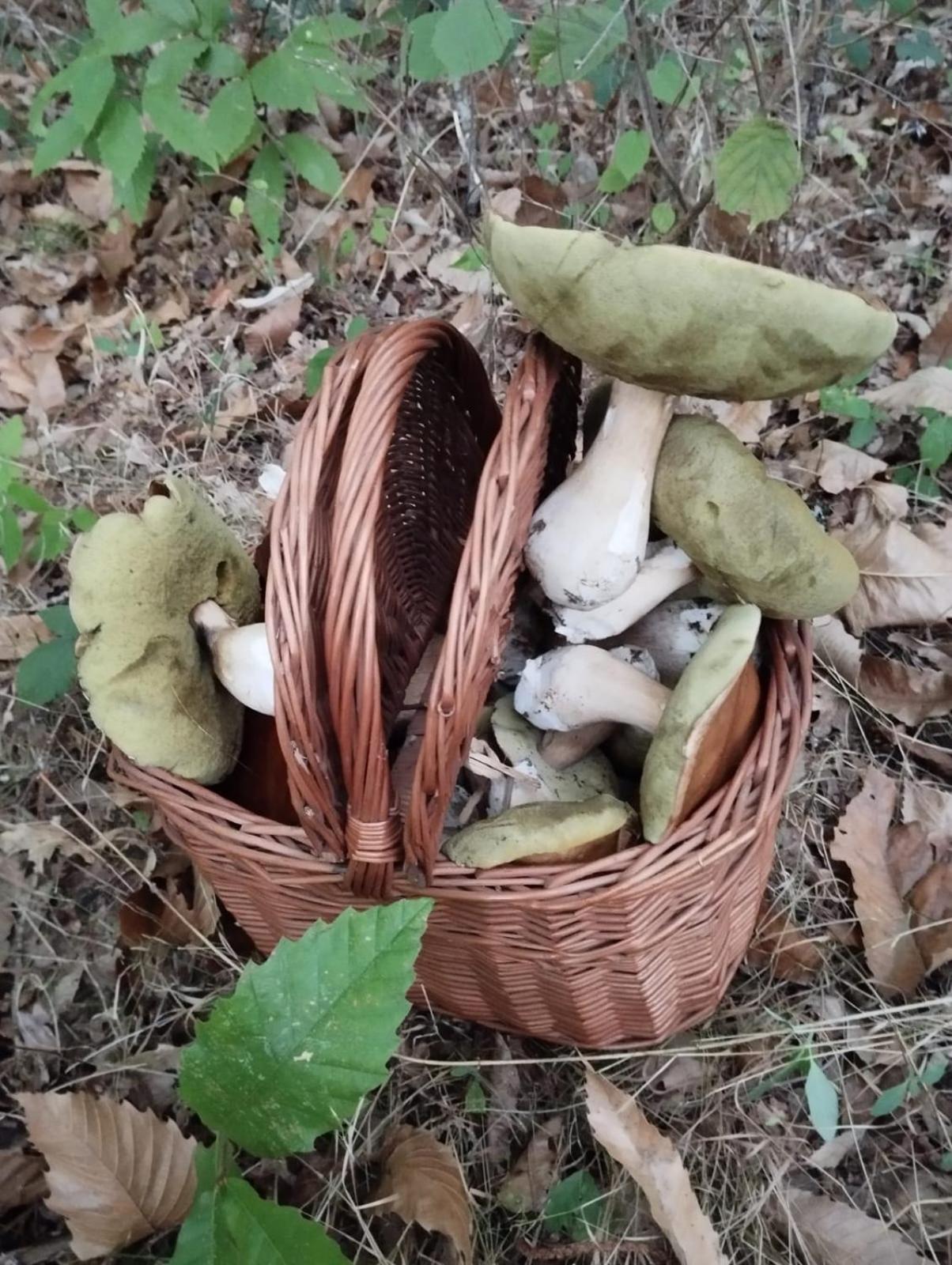 Truffiere De La Garrigue, Cubjac, Dordogne